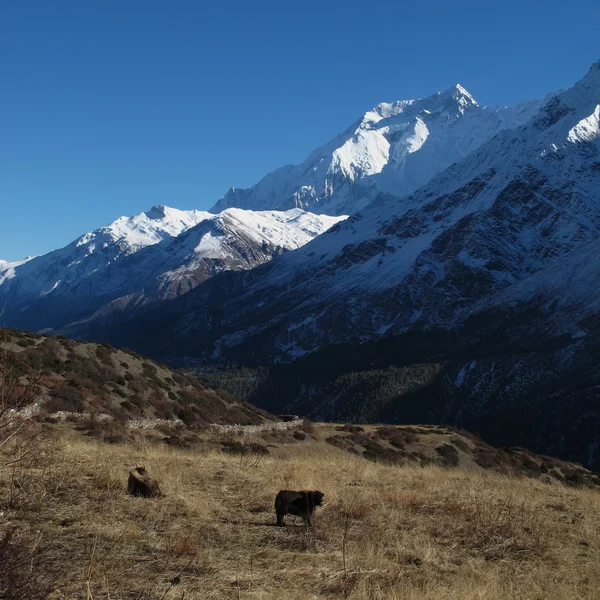 Annapurna zwei und Yaks — Stockfoto