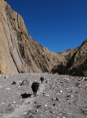 İnekler jomosom yakın