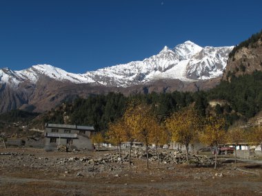 dhaulagiri ve renkli ağaçlar