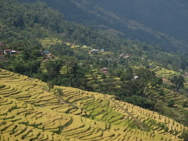Rice fields in the Annapurna Conservation Area, Nepal — Stock Photo, Image
