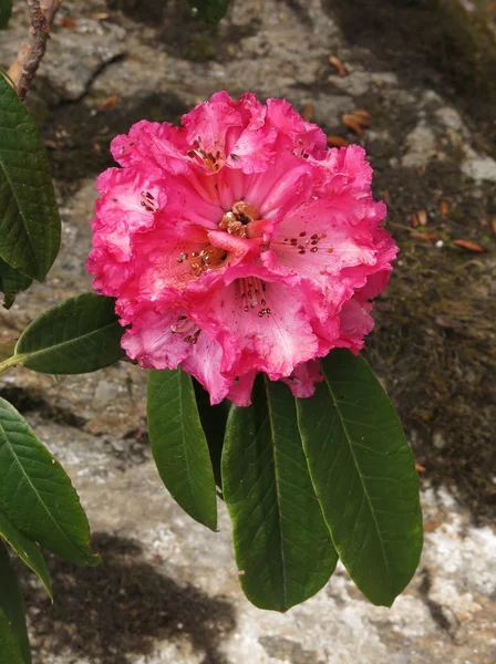 ピンク色のシャクナゲの花 ネパールのアナプルナ保全地域で成長する野花 — ストック写真