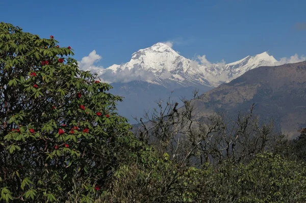 Daulagiri 和红色杜鹃 — 图库照片