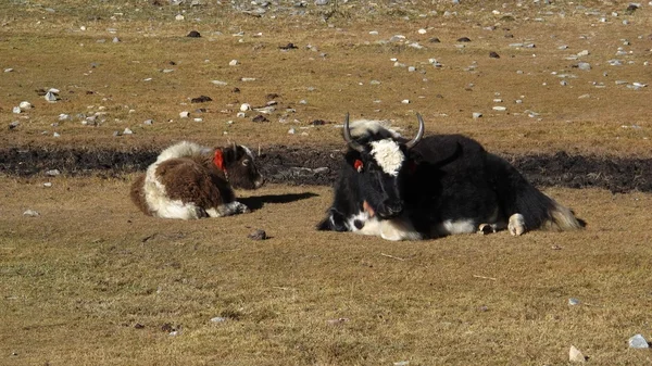 Yak mother with calf — Stock Photo, Image