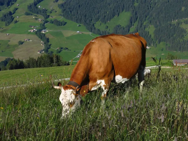 Випасу Швейцарський корова — Stok fotoğraf