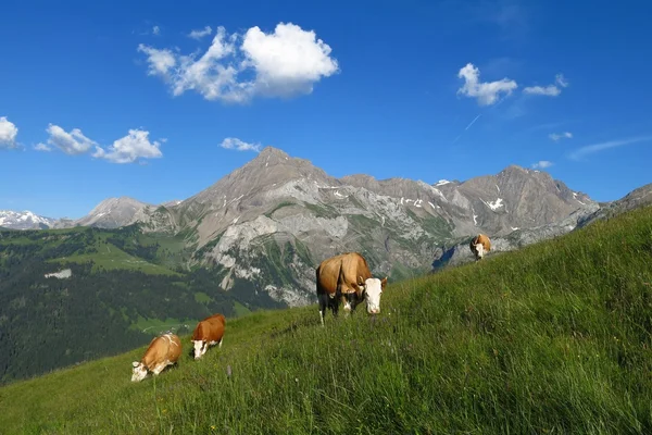 Grazing cows and Spitzhorn, mountain near Gstaad — Stock Photo, Image