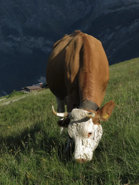 瑞士奶牛放牧 — 图库照片