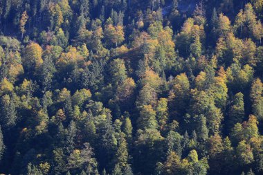 Schwyz Kantonu 'ndaki renkli sonbahar ormanı.