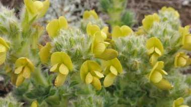 Everest Ulusal Parkı 'nda büyüyen sarı bahar çiçekleri, Nepal.
