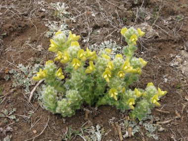 Everest Ulusal Parkı, Nepal 'de büyüyen küçük sarı bahar çiçekleri.