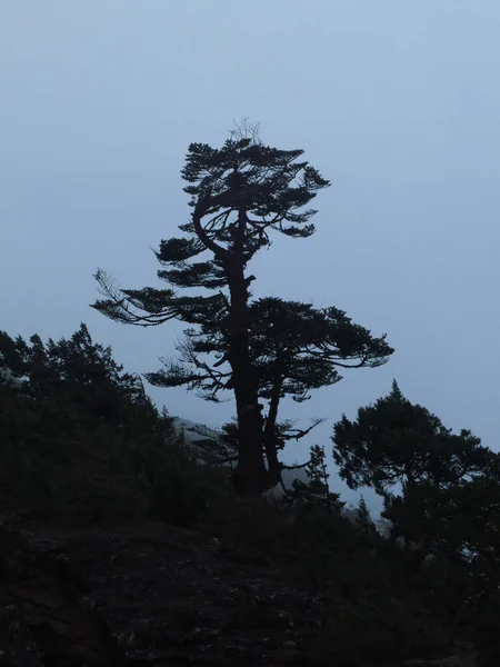 Eski Bir Ağacın Ana Hatları — Stok fotoğraf