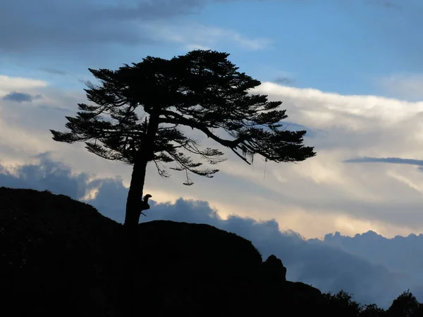 Rüzgar Koparılmış Ağaç Dramatik Gökyüzü — Stok fotoğraf