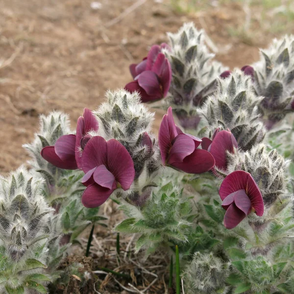 ネパールのエベレスト国立公園で成長する小さな紫色の春の花 — ストック写真