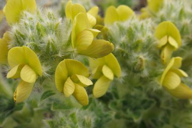 Everest Ulusal Parkı, Nepal 'de büyüyen küçük sarı bahar çiçekleri.