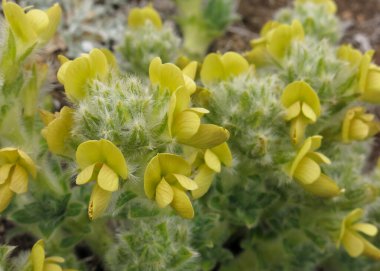 Everest Ulusal Parkı, Nepal 'de büyüyen küçük sarı bahar çiçekleri.