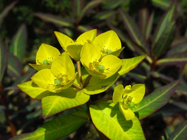 Grande Fleur Asclépiade Jaune — Photo