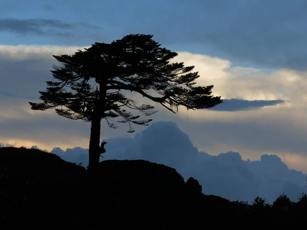 Gün Batımında Rüzgarın Kopardığı Ağaç — Stok fotoğraf