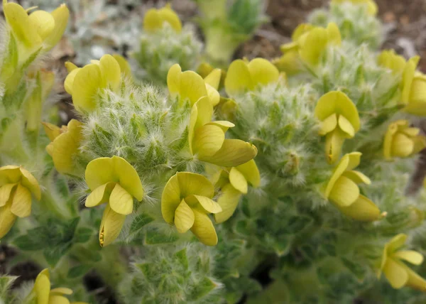Everest Ulusal Parkı, Nepal 'de büyüyen küçük sarı bahar çiçekleri.
