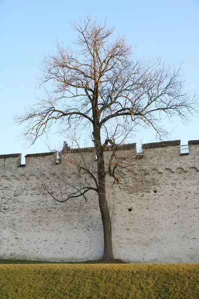 Boom Detail Van Musegg Vestingmuur Luzern — Stockfoto