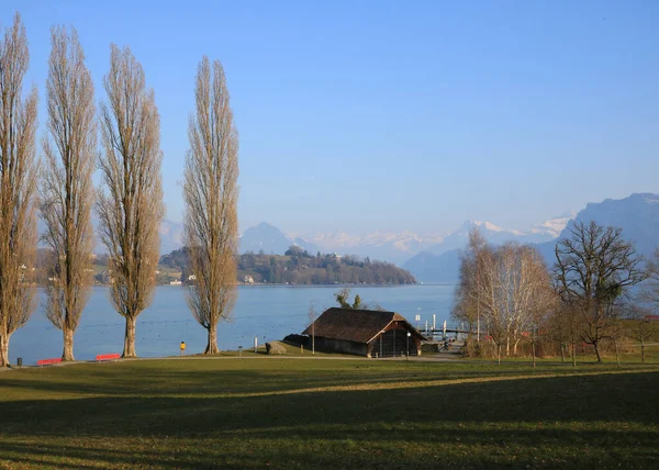 Złote Topole Nad Brzegiem Jeziora Lucerna — Zdjęcie stockowe