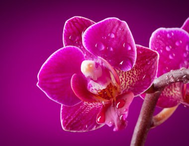 Картина, постер, плакат, фотообои "мини орхидея на розовом фоне
", артикул 28541083