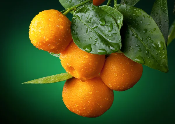 Mandarins branch with water drops on dark green background — Stock Photo, Image