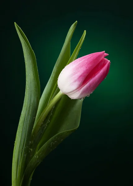 Tulip with water drops on dark green background — Stock Photo, Image