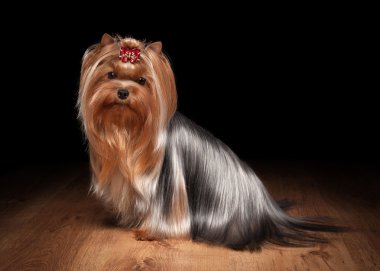 ahşap doku ile tabloda teriyer köpek yavrusu
