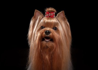 Teriyer yavrusu siyah arka plan üzerine