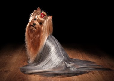ahşap doku ile tabloda teriyer köpek yavrusu