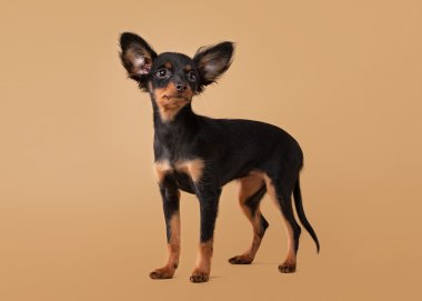 Rus oyuncak terrier yavrusu hafif kahverengi zemin üzerinde