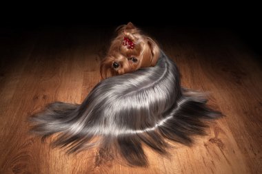 ahşap doku ile tabloda teriyer köpek yavrusu