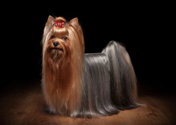 Yorkie puppy on table with wooden texture — Stock Photo, Image