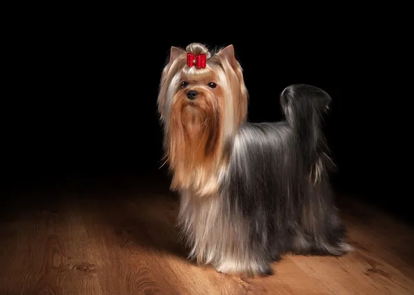 Yorkie puppy on table with wooden texture — Stock Photo, Image