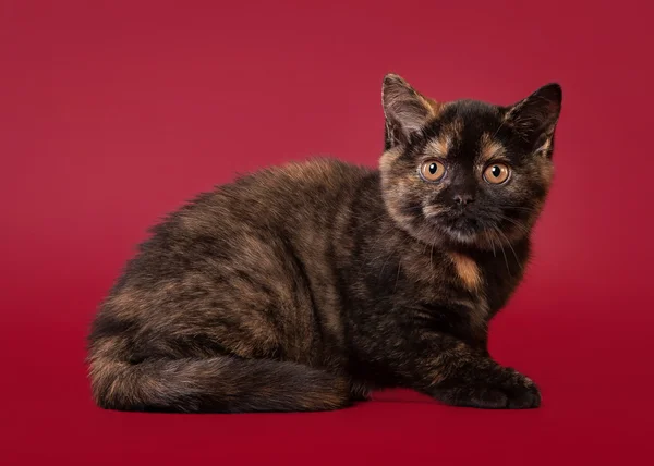 British cat on dark red background — Stock Photo, Image