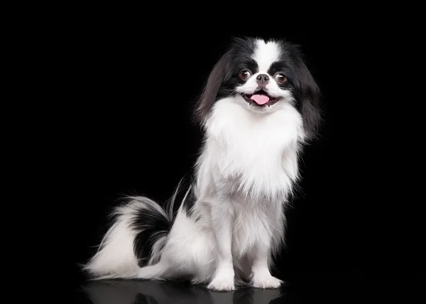 Japanese chin on black background — Stock Photo, Image