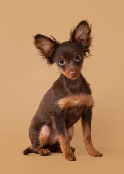 Russian toy terrier puppy on light brown background — Stock Photo, Image