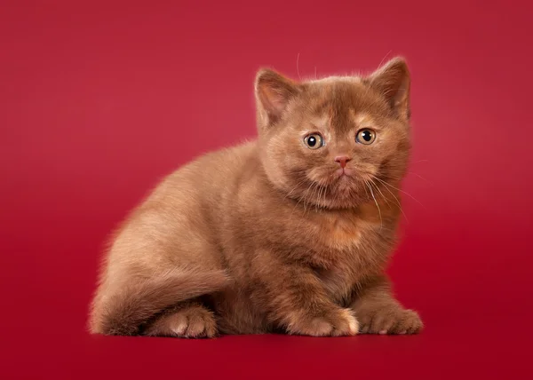 British cat on dark red background — Stock Photo, Image