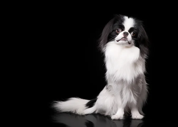 Japanese chin on black background — Stock Photo, Image