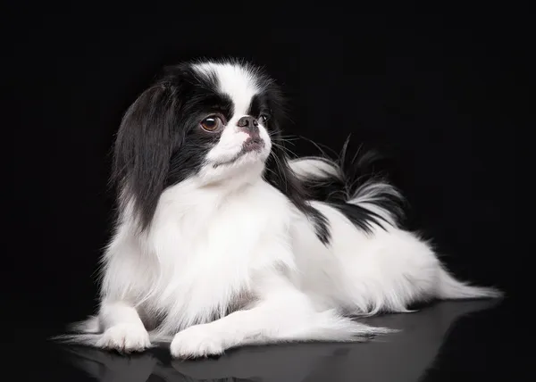 Japanese chin on black background — Stock Photo, Image