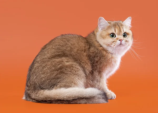 Молодая золотистая британская кошка на ореховом фоне — стоковое фото