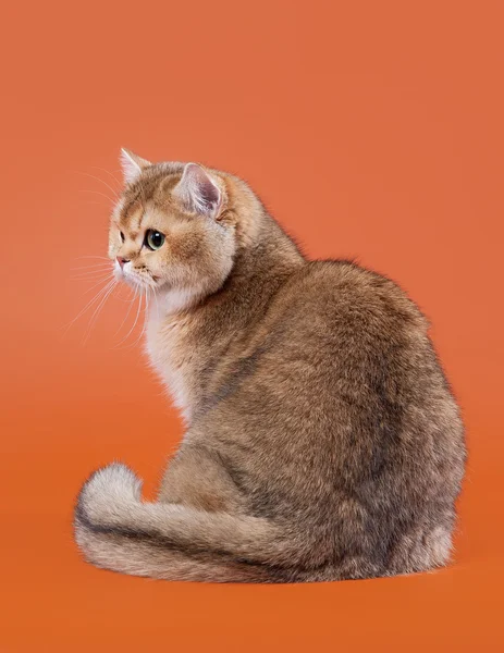 Ung, gyllen britisk katt på nøttebrun bakgrunn – stockfoto