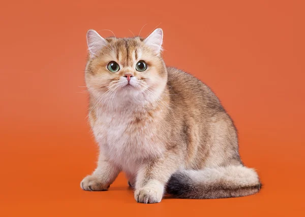 Young golden british cat on nuts brown background — Stock Photo, Image