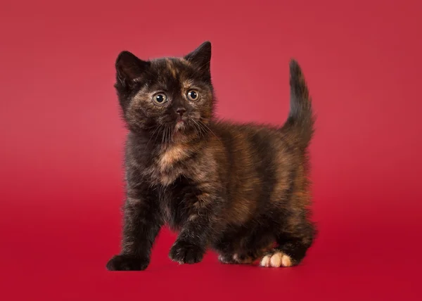 British cat on dark red background — Stock Photo, Image