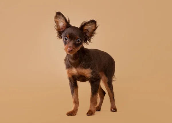 Russische toy Terriër pup op licht bruin achtergrond — Stockfoto