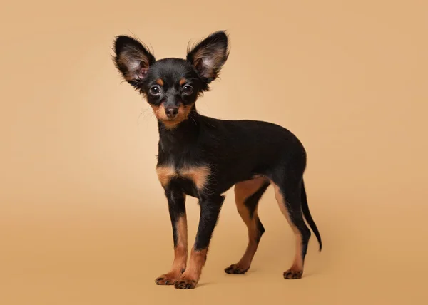 Russian toy terrier puppy on light brown background — Stock Photo, Image