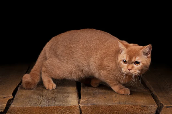 Ahşap dokusu ile masada İngiliz yavru kedi — Stok fotoğraf