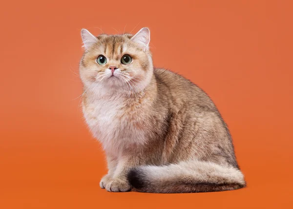 Joven gato británico dorado sobre tuercas fondo marrón — Foto de Stock