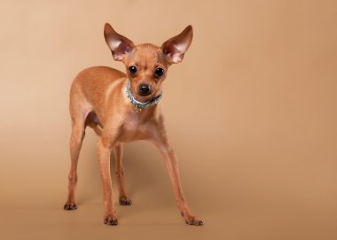 Rus oyuncak terrier yavrusu hafif kahverengi zemin üzerinde