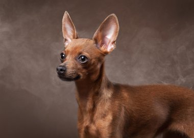 Rus oyuncak terrier yavrusu koyu kahverengi zemin üzerine sis içinde