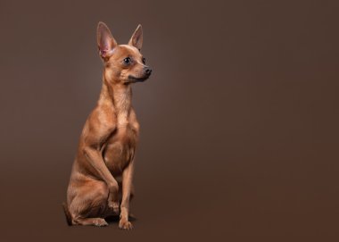 koyu kahverengi zemin üzerine Rus oyuncak terrier yavrusu